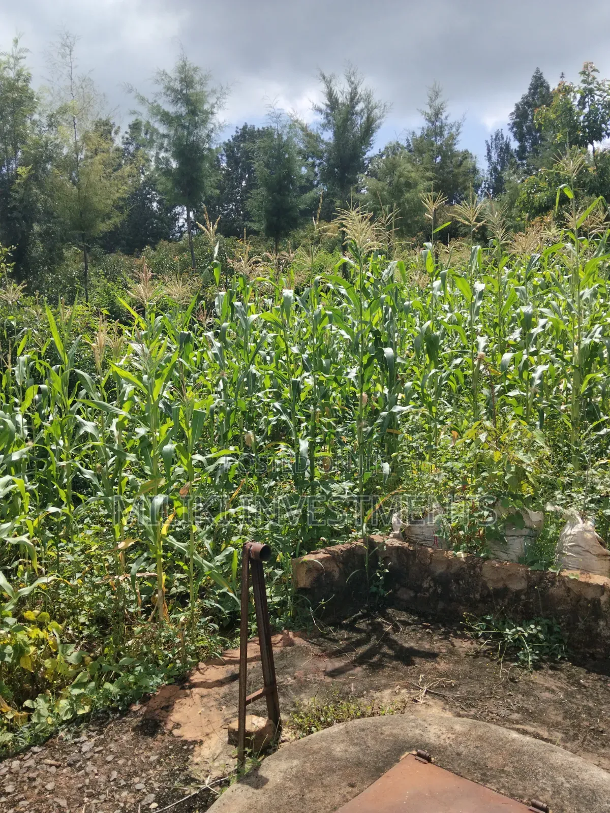 1.5 Acres on Sale at Sabasaba-Kamahuha in Makuyu