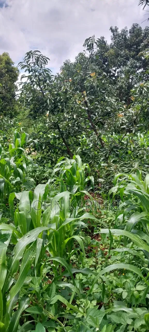 2 Acres of Land in Makuyu With Ready Hass Ovacados on Sale. in Makuyu