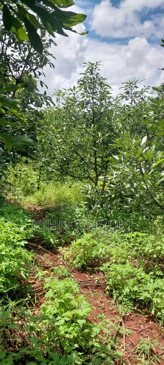 2 Acres of Land in Makuyu With Ready Hass Ovacados on Sale. in Makuyu