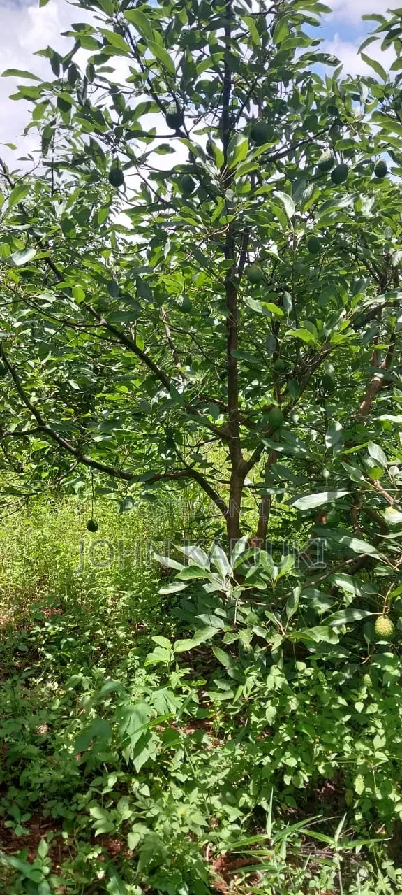 2 Acres of Land in Makuyu With Ready Hass Ovacados on Sale. in Makuyu
