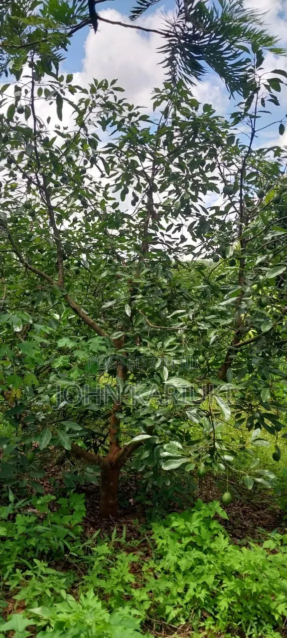 2 Acres of Land in Makuyu With Ready Hass Ovacados on Sale. in Makuyu
