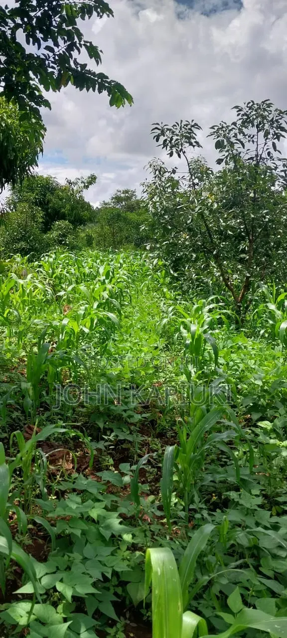 2 Acres of Land in Makuyu With Ready Hass Ovacados on Sale. in Makuyu