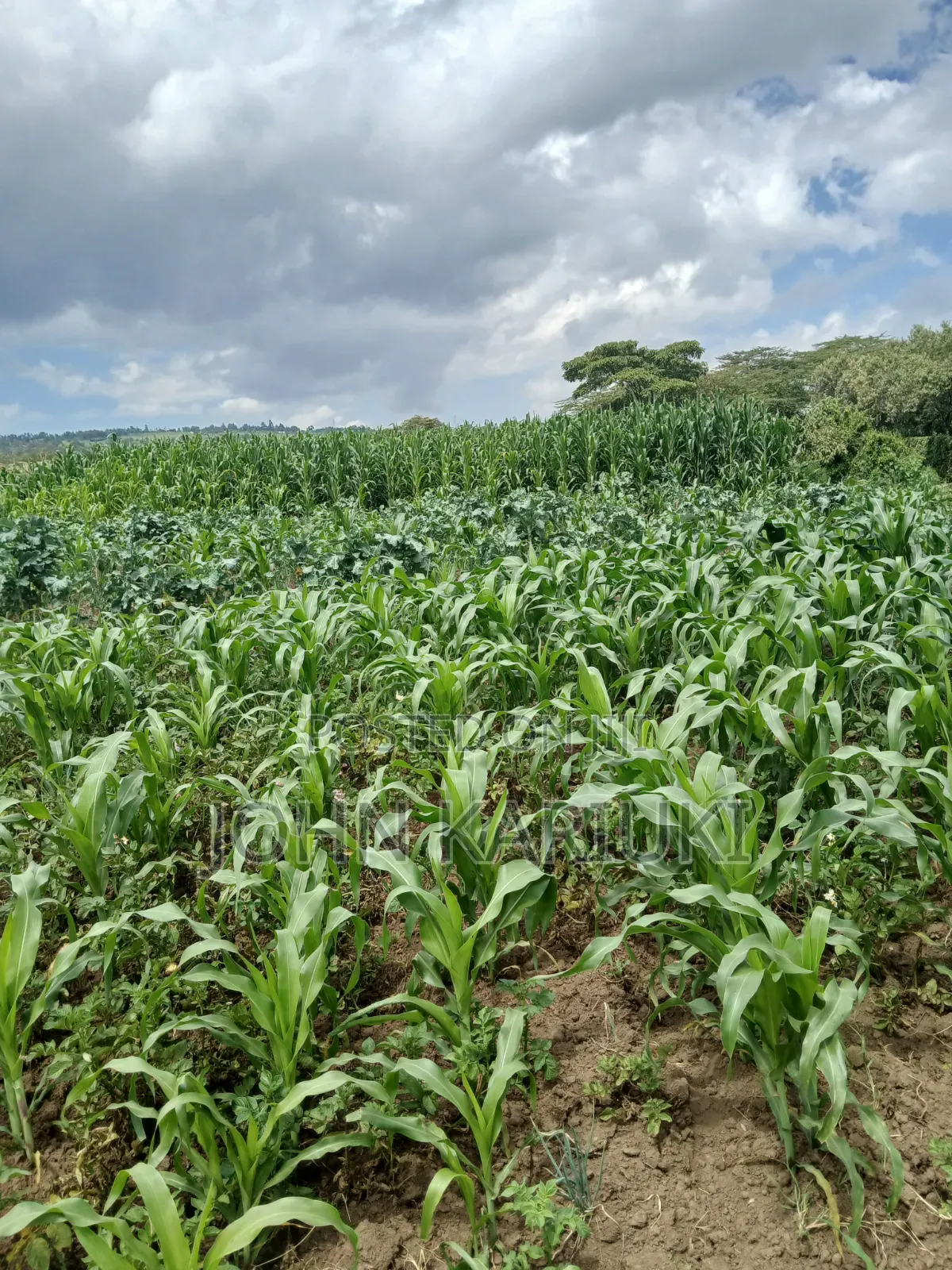 One Acre Land in Naivasha Mwichirigiri Near the School. in Naivasha East