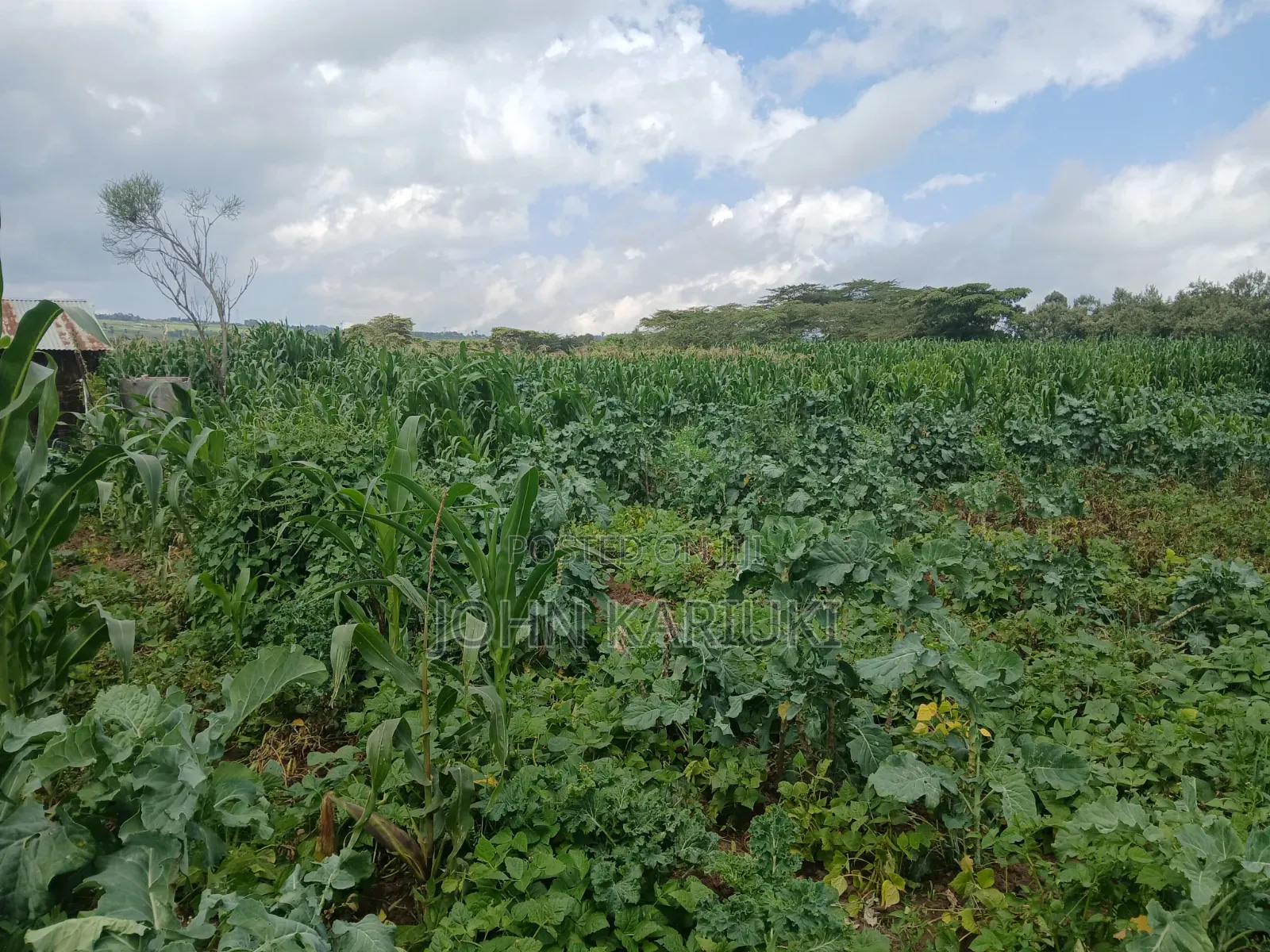 One Acre Land in Naivasha Mwichirigiri Near the School. in Naivasha East