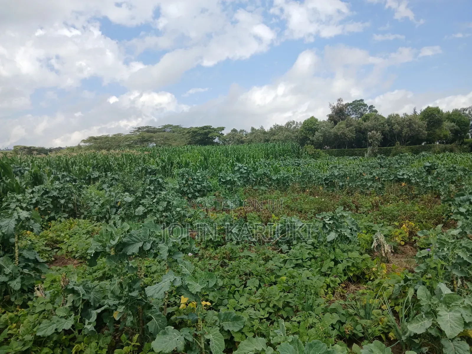 One Acre Land in Naivasha Mwichirigiri Near the School. in Naivasha East