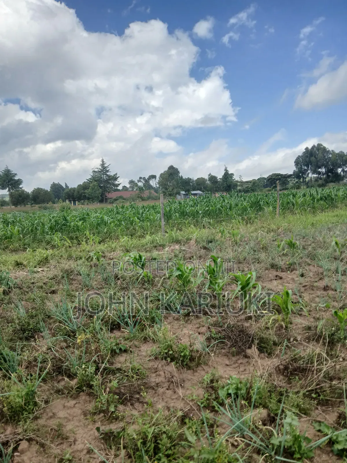 100x100 Land in Naivasha Mwichirigiri Near the Church in Naivasha East