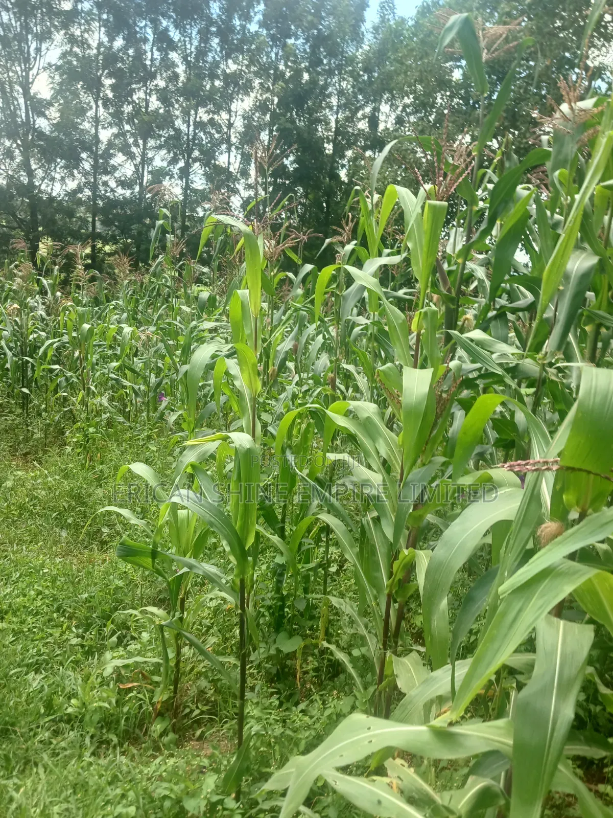 100 by 100 Plot for Lease in Ndwaru Road in Ruthimitu