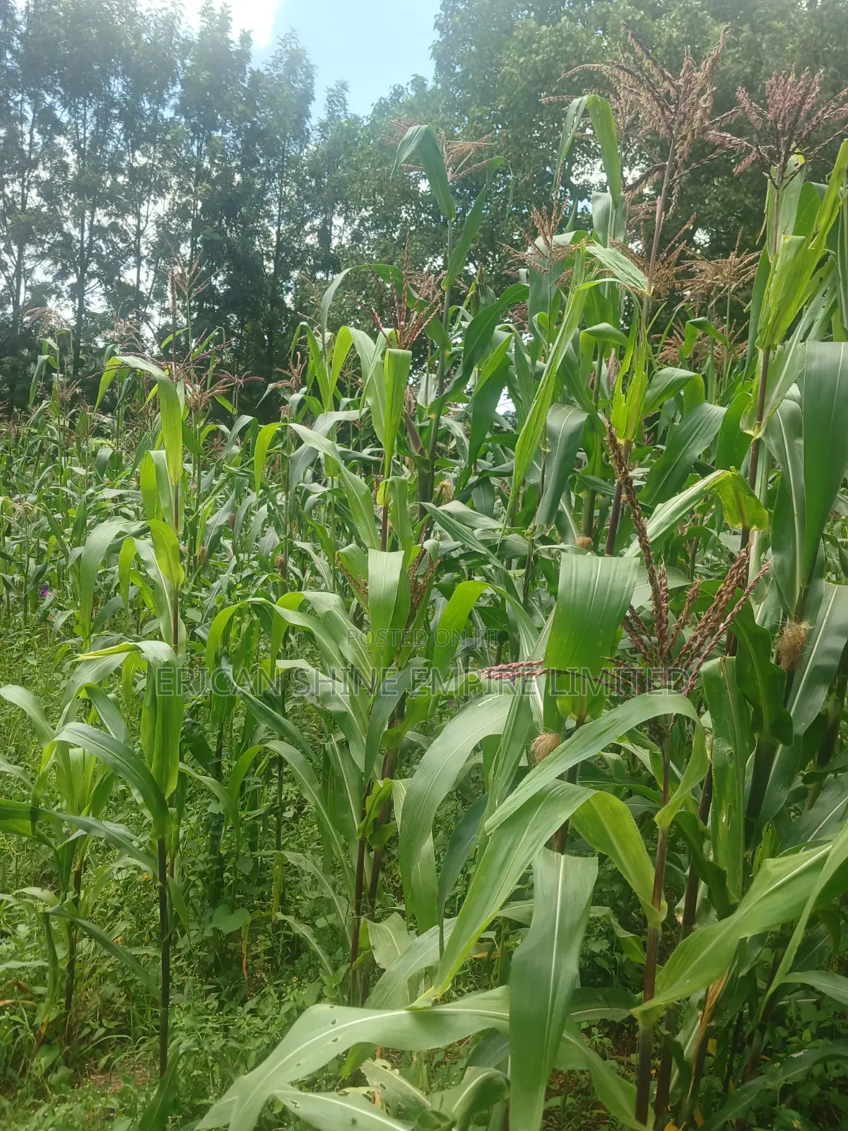 100 by 100 Plot for Lease in Ndwaru Road in Ruthimitu