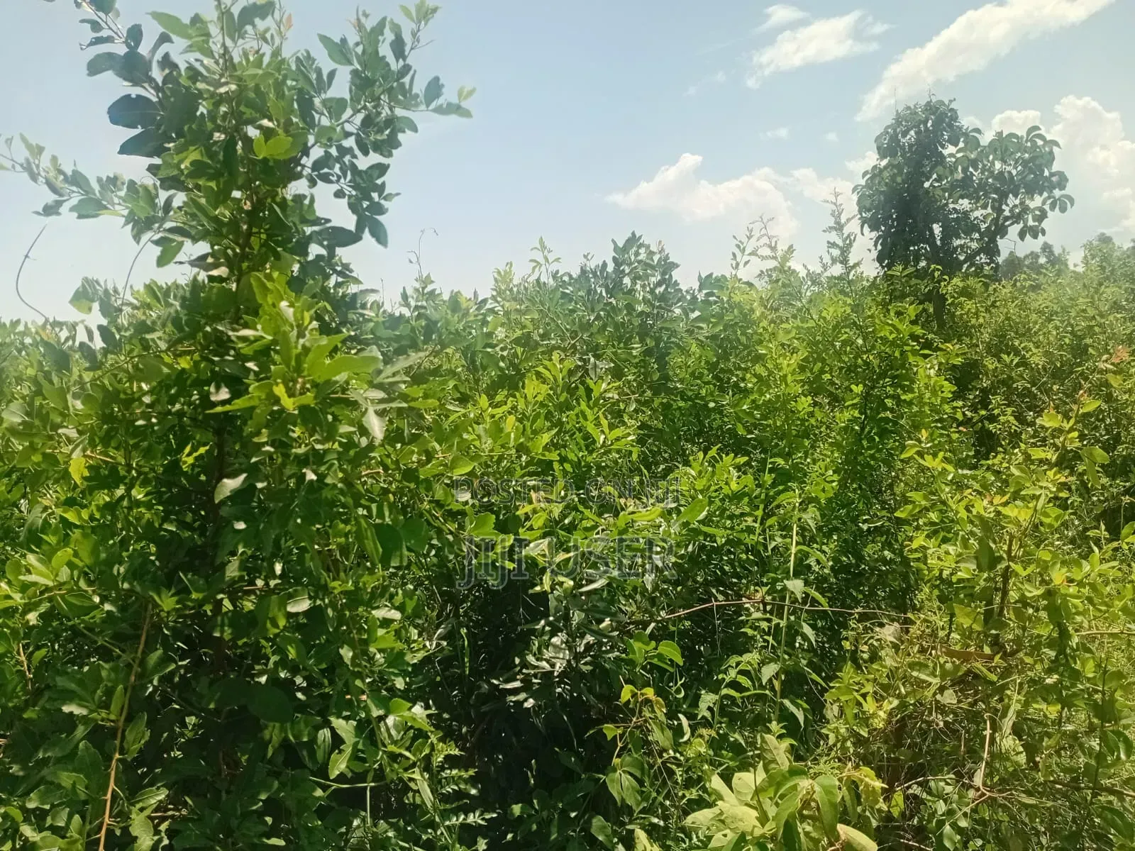 Two Acres in Wiga Area Homa Bay in Homa Bay Central