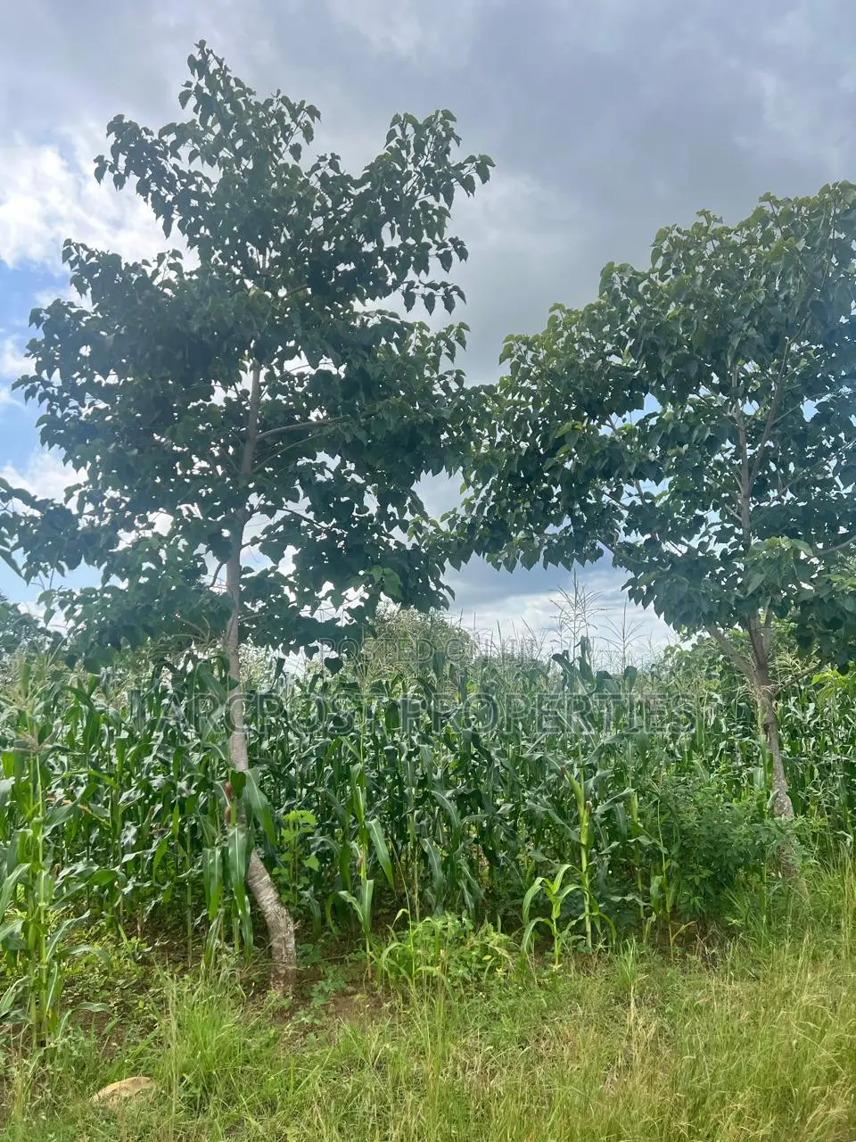 Prime 2 Acres Agricultural Land for Sale in Kiboi Fronting Kiboi River in Karingani