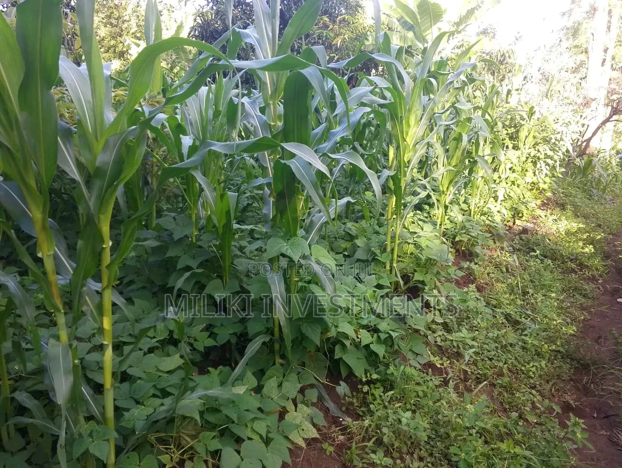 6 Acres on Sale at Makuyu -Mithiini in Makuyu