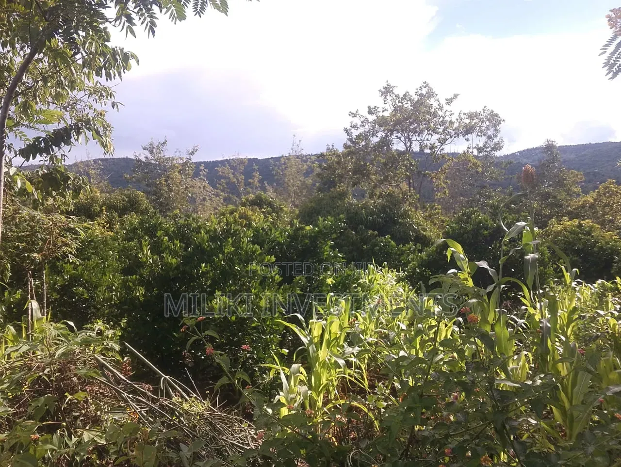 6 Acres on Sale at Makuyu -Mithiini in Makuyu