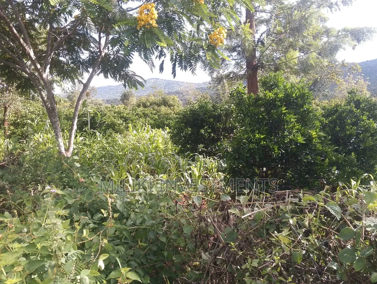 6 Acres on Sale at Makuyu -Mithiini in Makuyu