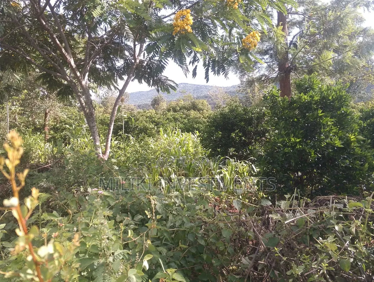 6 Acres on Sale at Makuyu -Mithiini in Makuyu