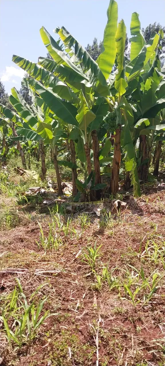 3 Acres on Sale at Summary- Maragua in Kamahuha