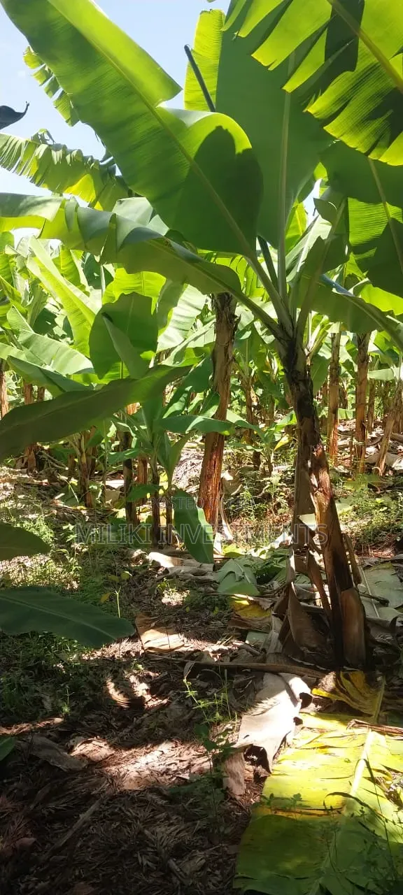 3 Acres on Sale at Summary- Maragua in Kamahuha