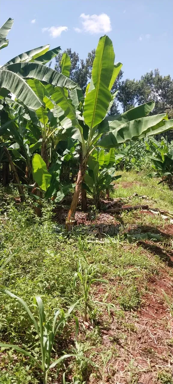 3 Acres on Sale at Summary- Maragua in Kamahuha