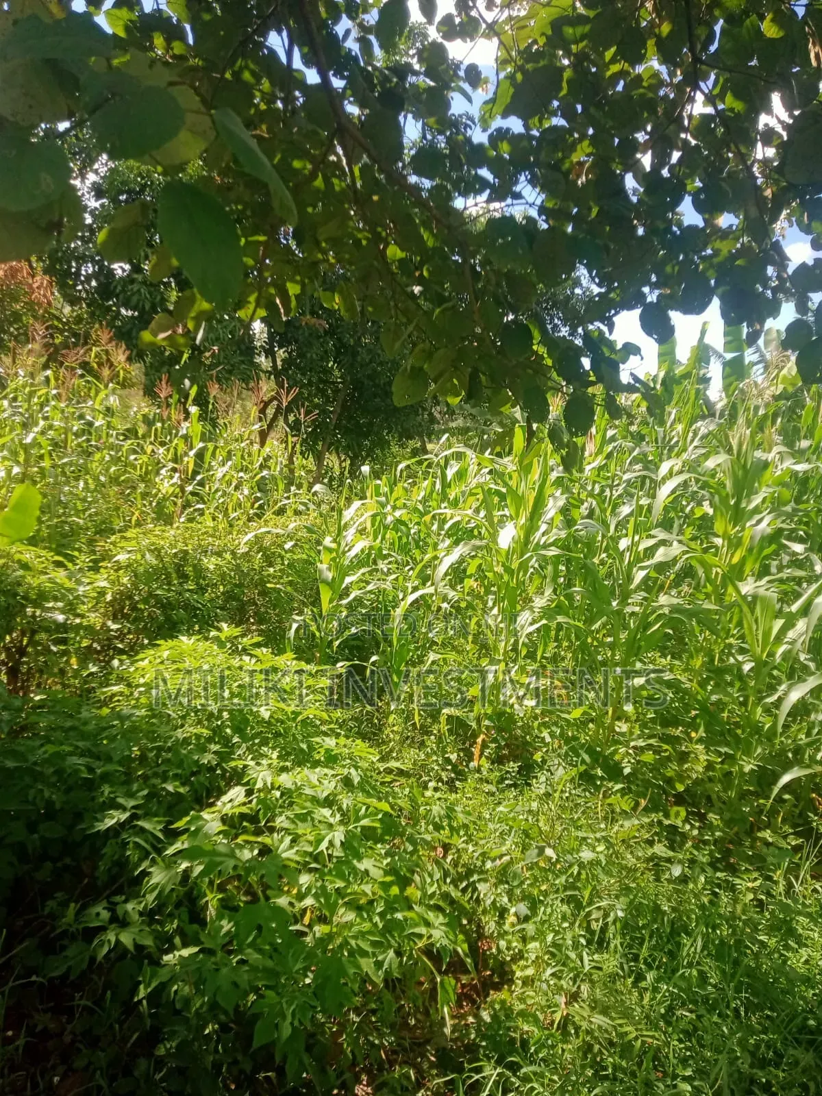 Half an Acre on Sale at Sabasaba-Murang'A in Kamahuha