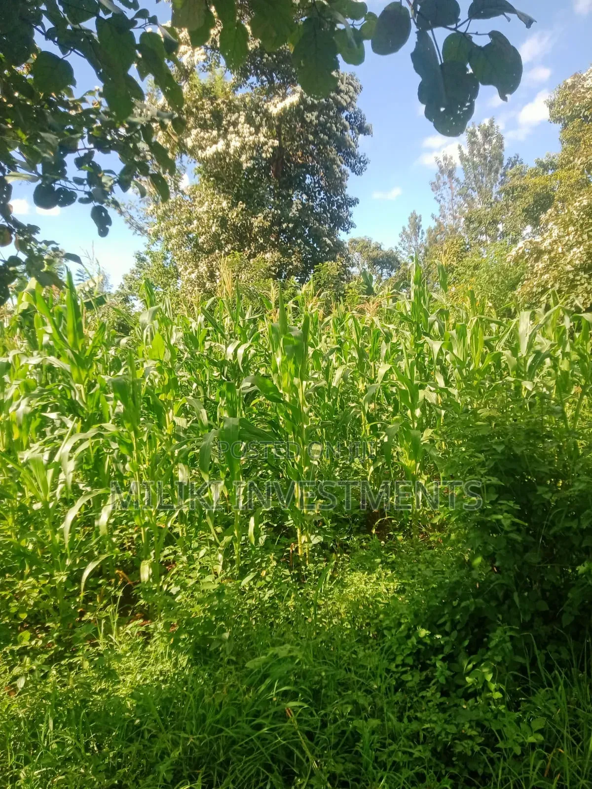 Half an Acre on Sale at Sabasaba-Murang'A in Kamahuha
