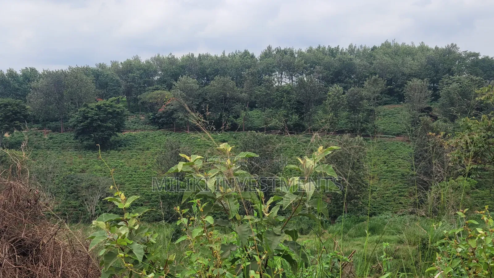 454 Acres on Sale at Gatanga in Gatanga