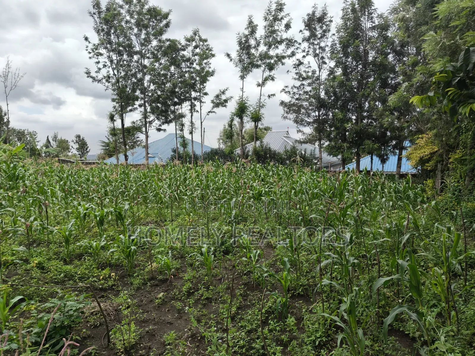 Quarter Acre Plot for Sale in Ngong Along Oloika Road in Matasia