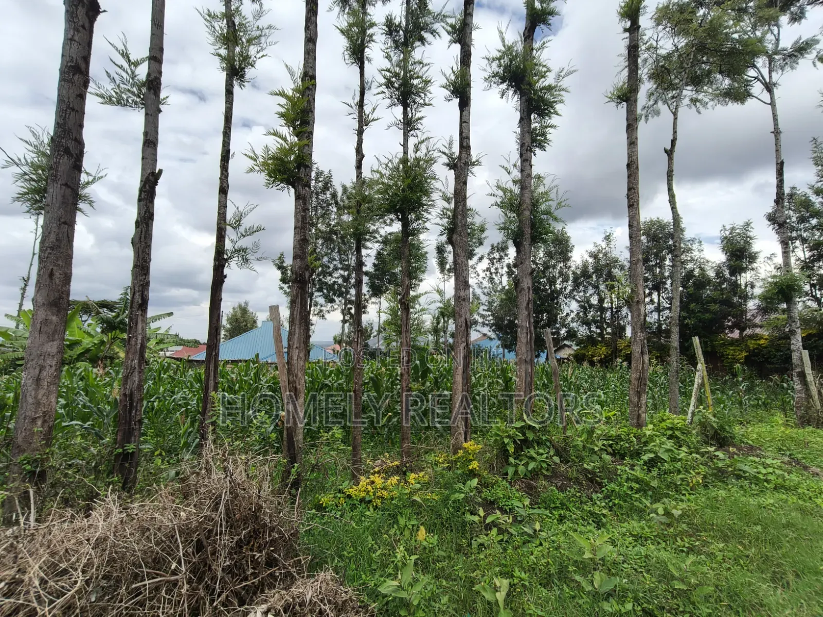 Quarter Acre Plot for Sale in Ngong Along Oloika Road in Matasia