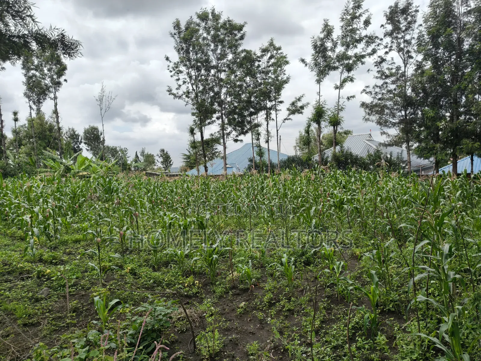 Quarter Acre Plot for Sale in Ngong Along Oloika Road in Matasia