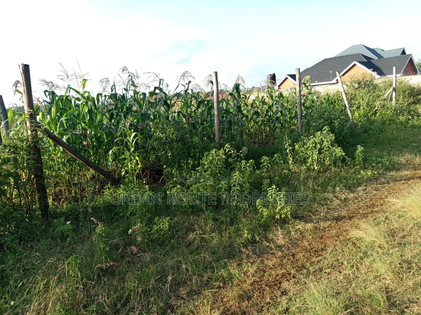 50*100 Plot in Kamangu in Thogoto