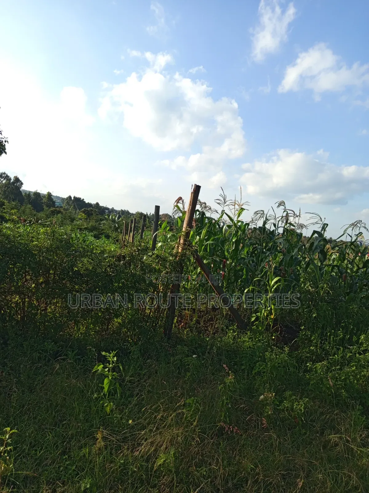 50*100 Plot in Kamangu in Thogoto