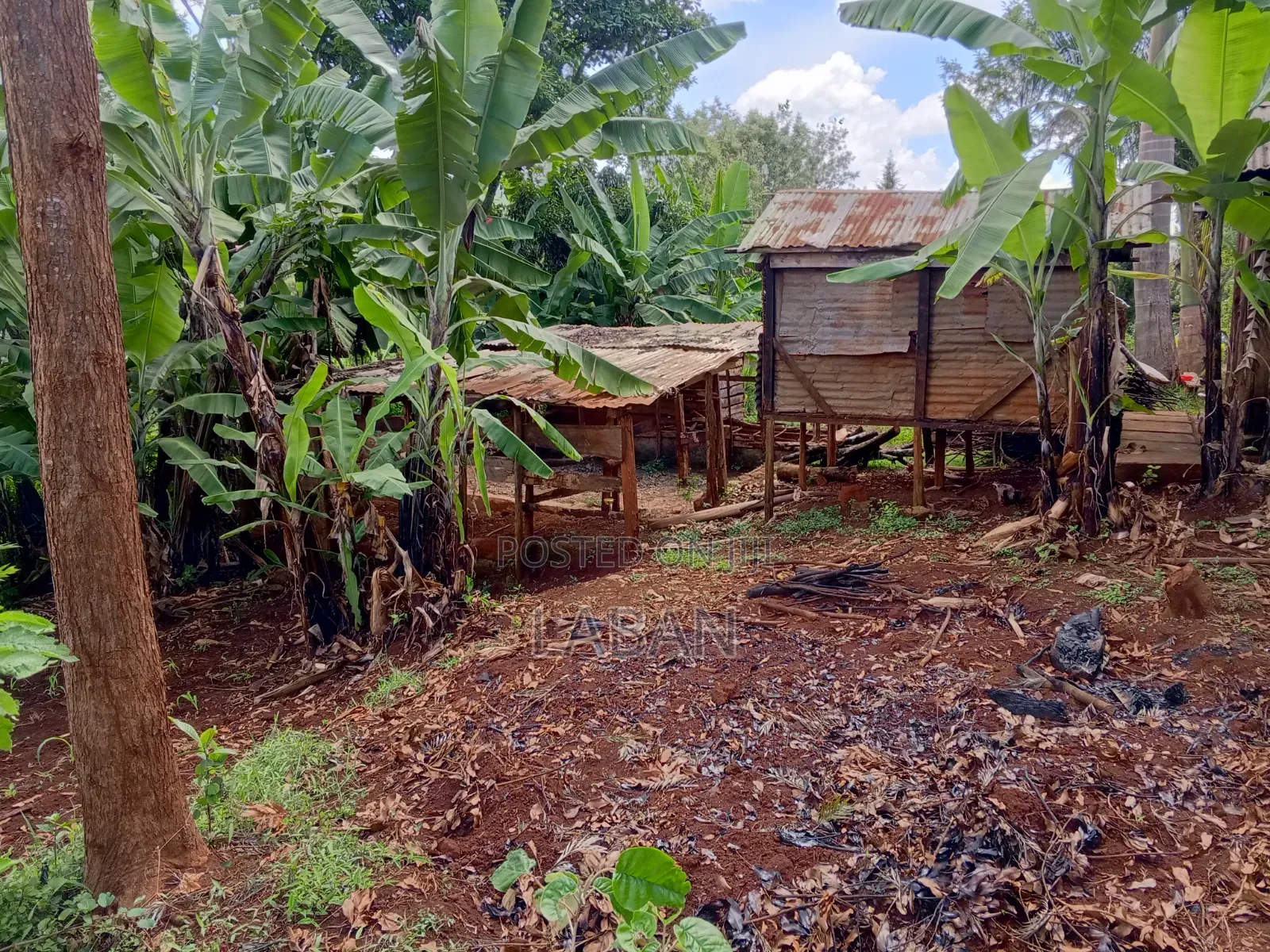Maragwa (Kaharo) in Nginda