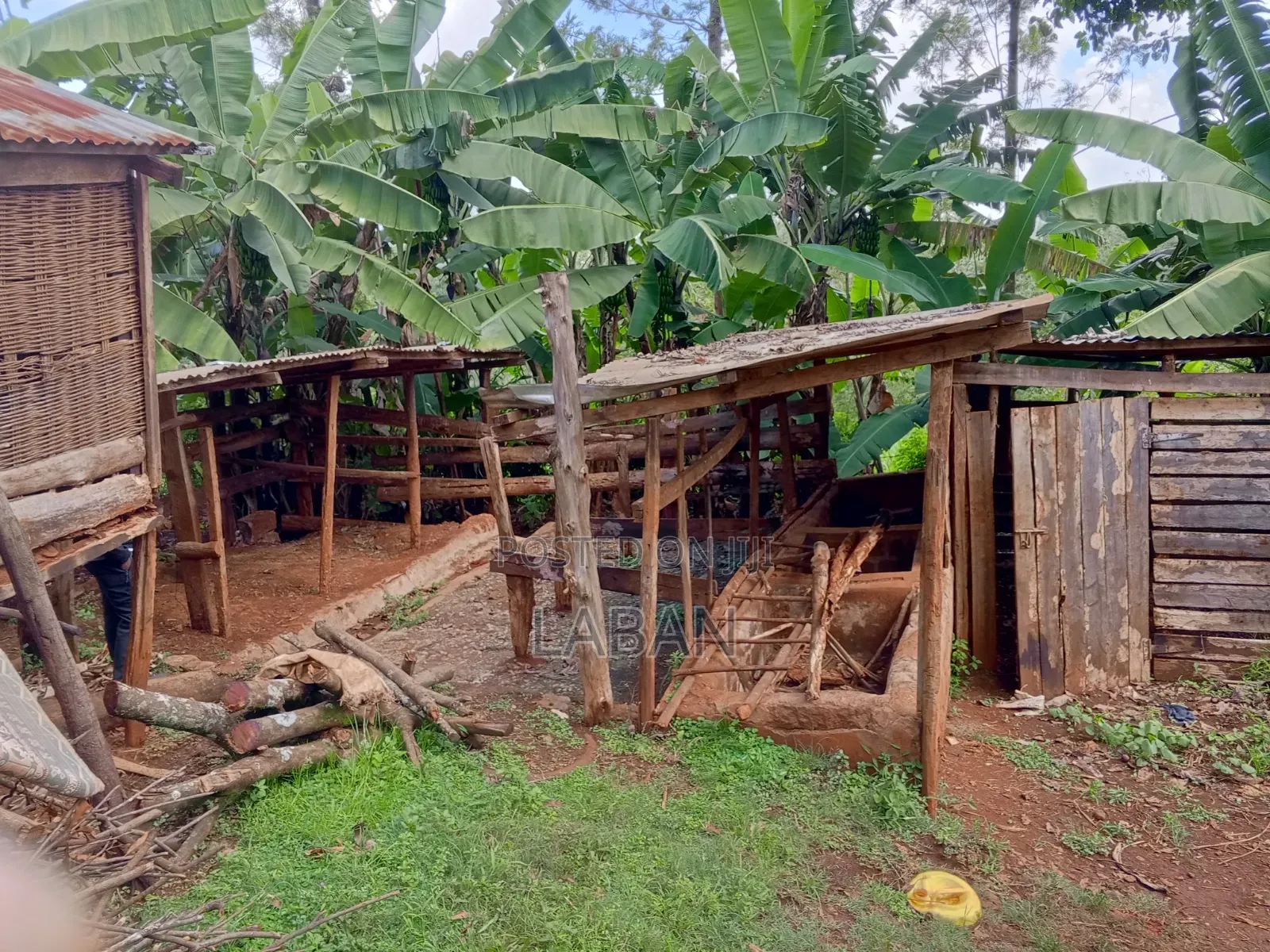 Maragwa (Kaharo) in Nginda