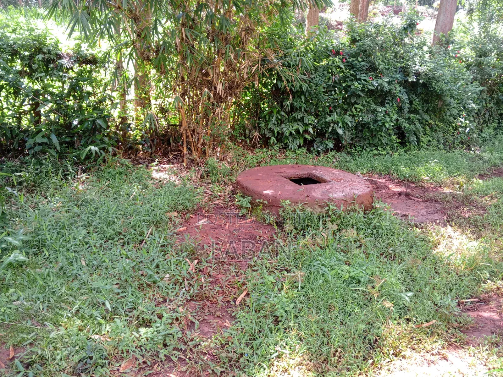Maragwa (Kaharo) in Nginda