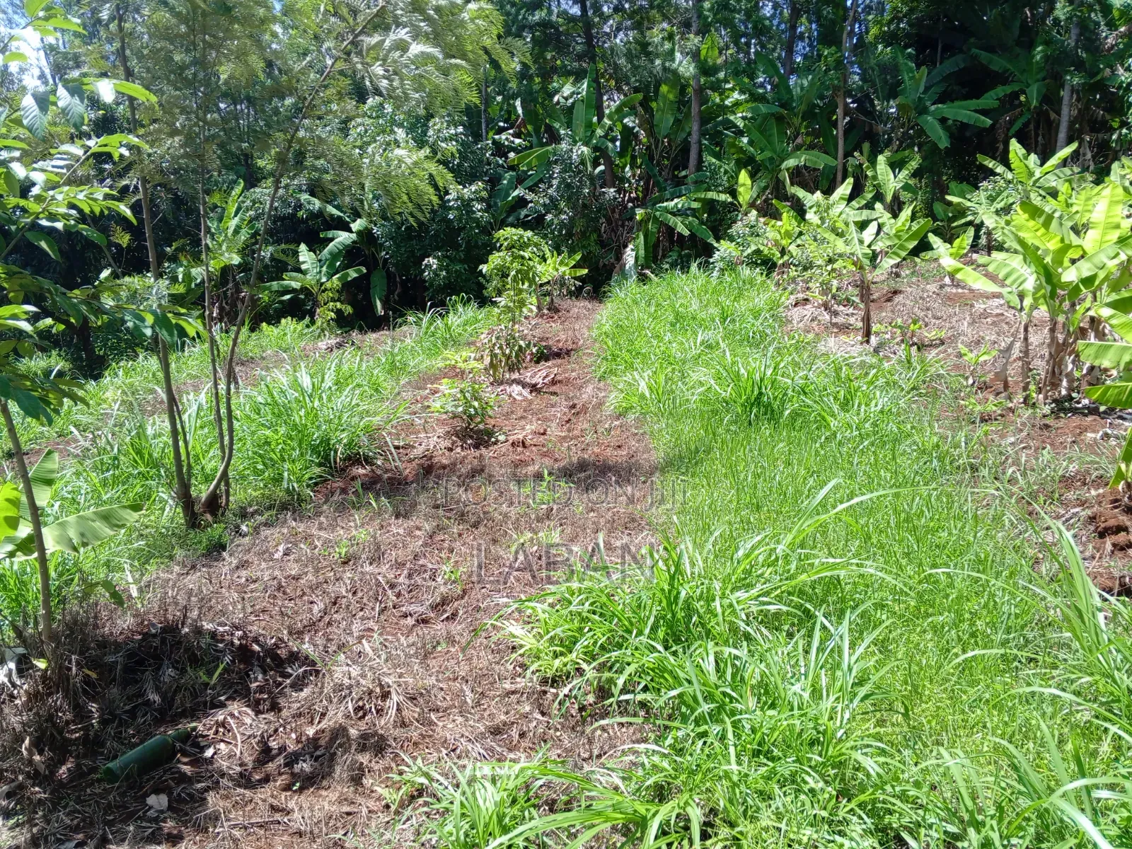 Maragwa (Kaharo) in Nginda