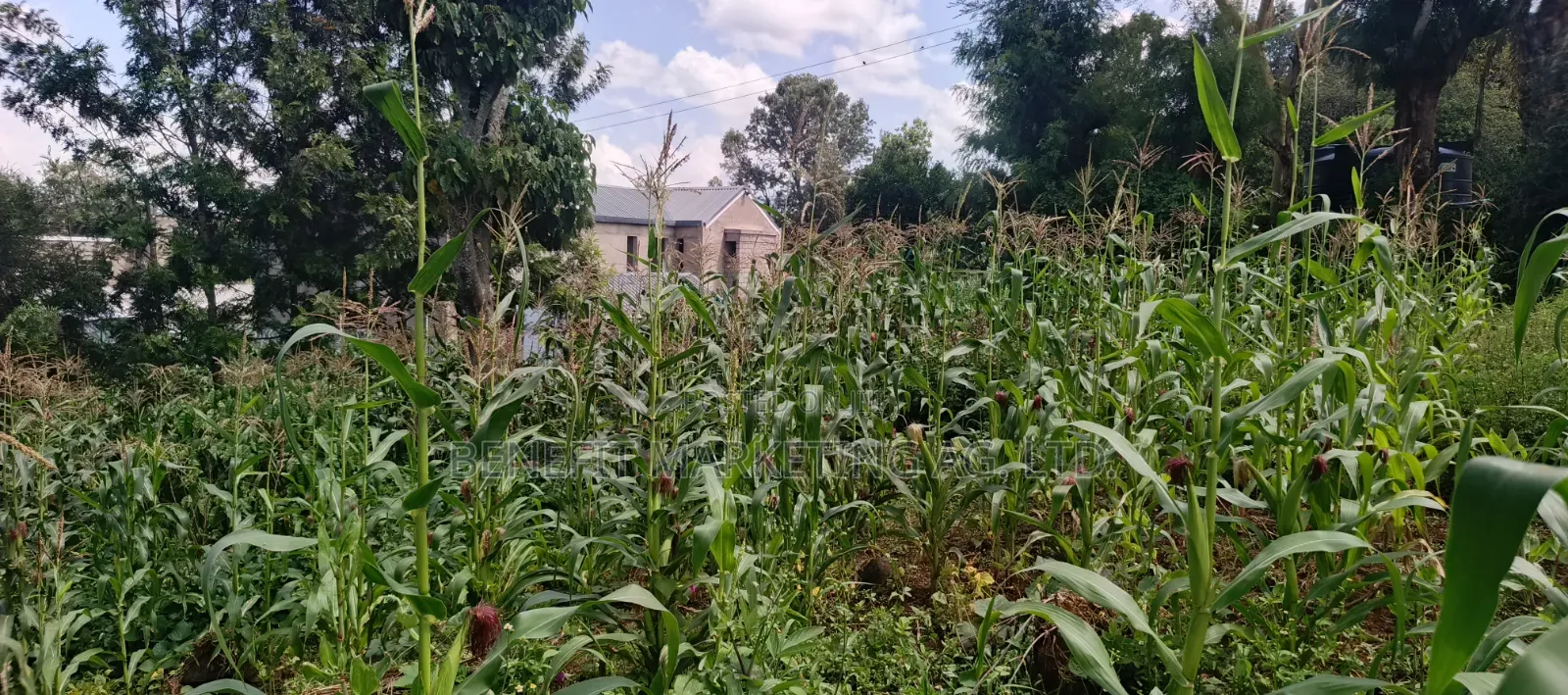 Quarter Acre Plot for Sale in Ngong Matasia, Merisho Road in Ngong
