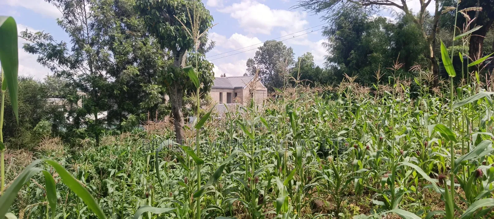 Quarter Acre Plot for Sale in Ngong Matasia, Merisho Road in Ngong