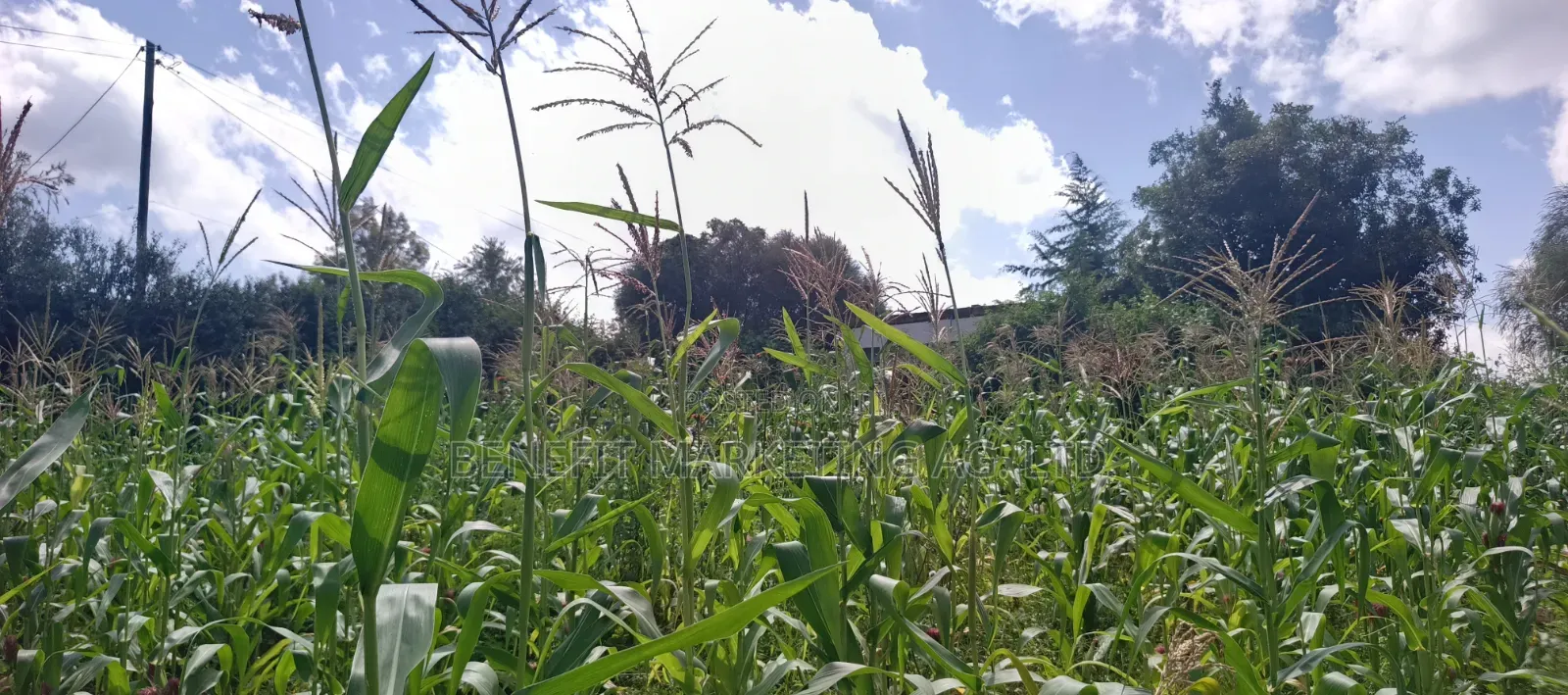 Quarter Acre Plot for Sale in Ngong Matasia, Merisho Road in Ngong