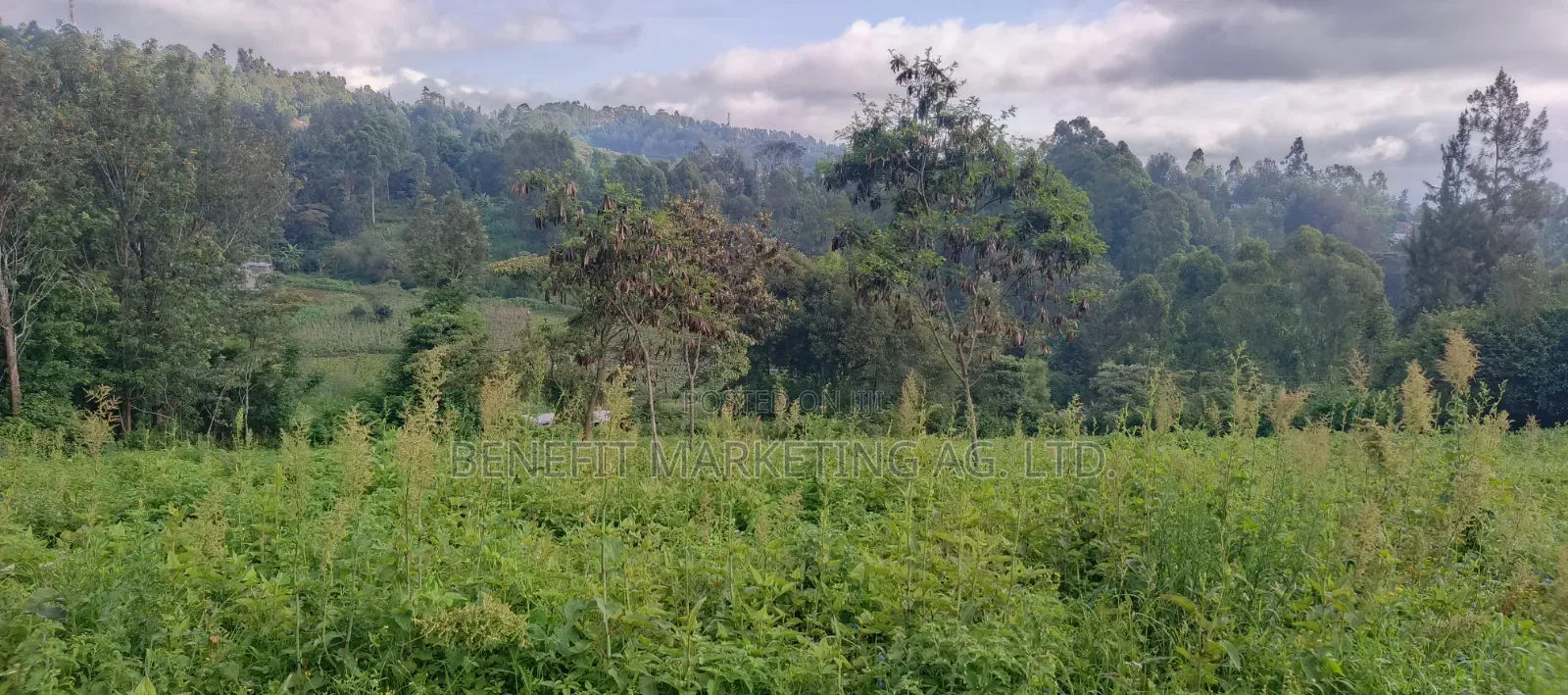 Quarter Acre Plots for Sale in Ngong Matasia, Barabara Mpya in Ngong