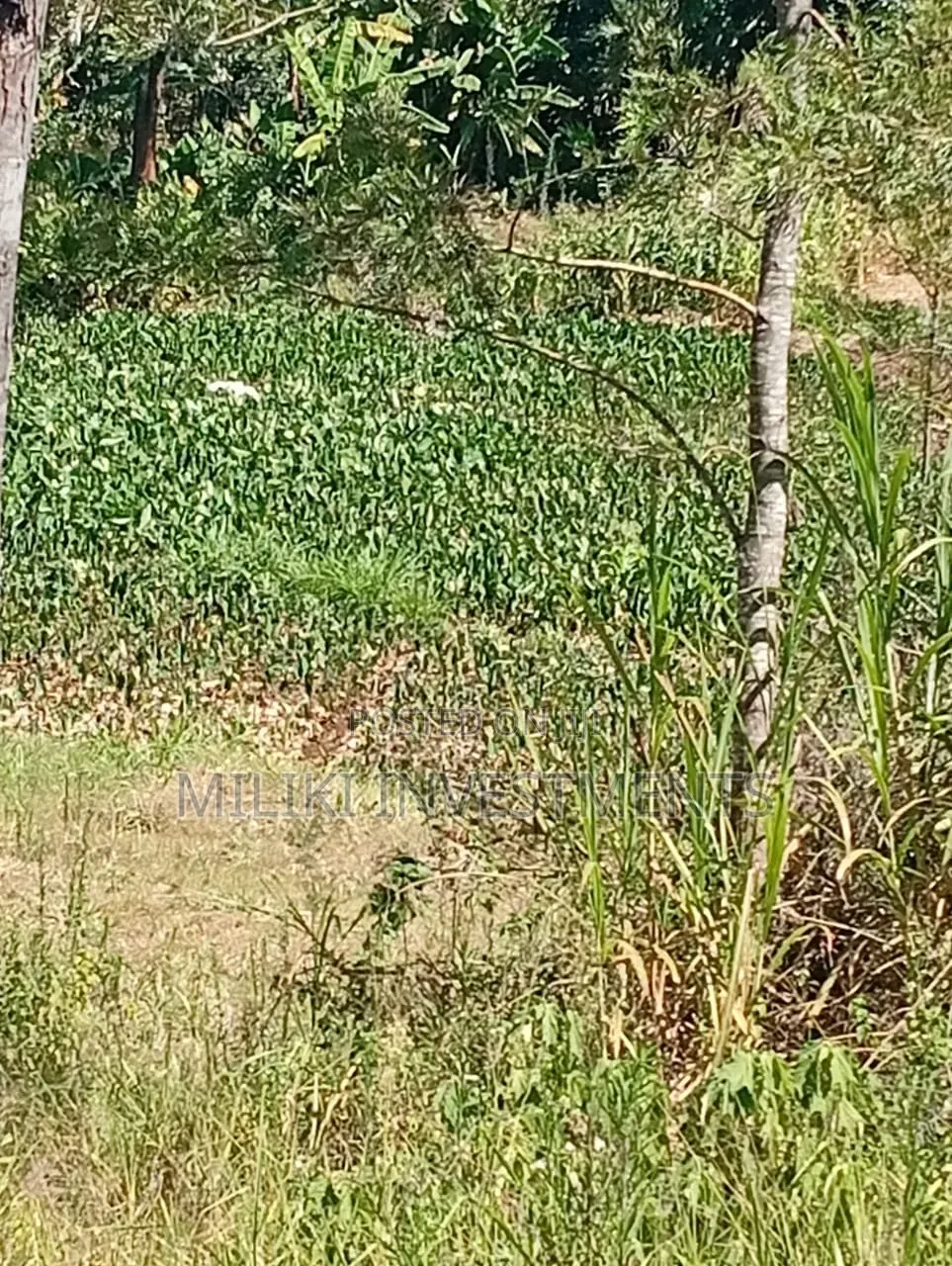1 Acre Land on Sale at Gatundu-Muhoho in Kiamwangi