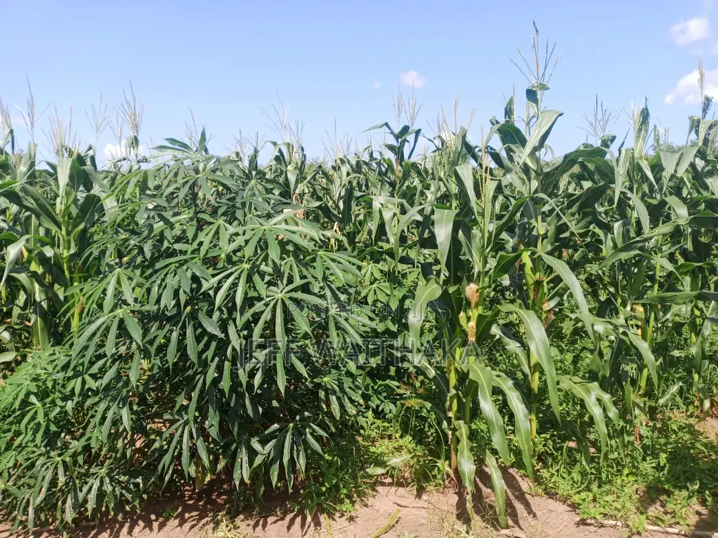 30 Acres Agricultural Land for Sale – Baricho, Malindi in Mbaraki