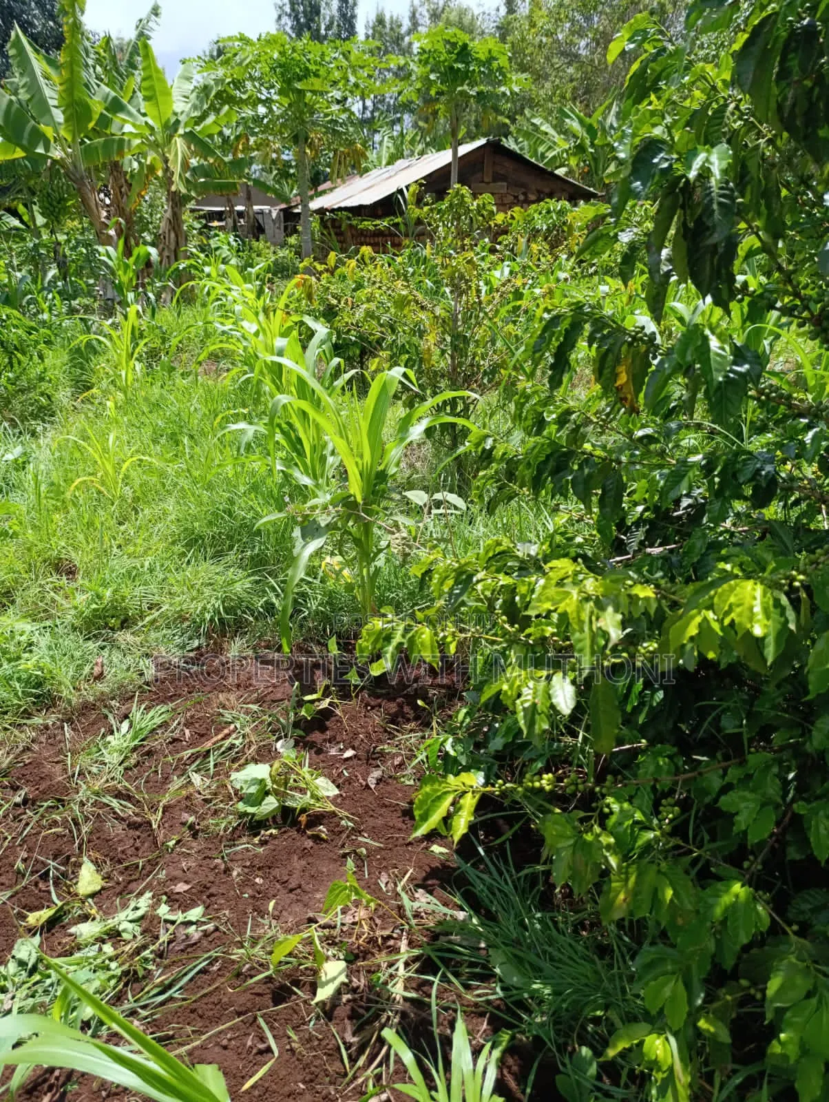 1/4 Acre Plot for Sale in Kiamuthambi, Kirinyaga County. in Njukiini