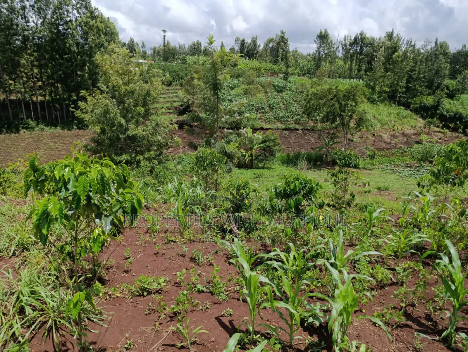 1/4 Acre Plot for Sale in Kiamuthambi, Kirinyaga County. in Njukiini