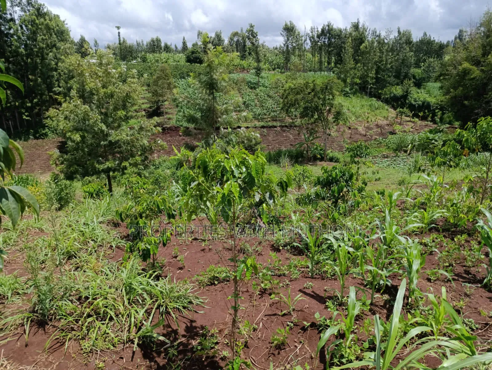 1/4 Acre Plot for Sale in Kiamuthambi, Kirinyaga County. in Njukiini