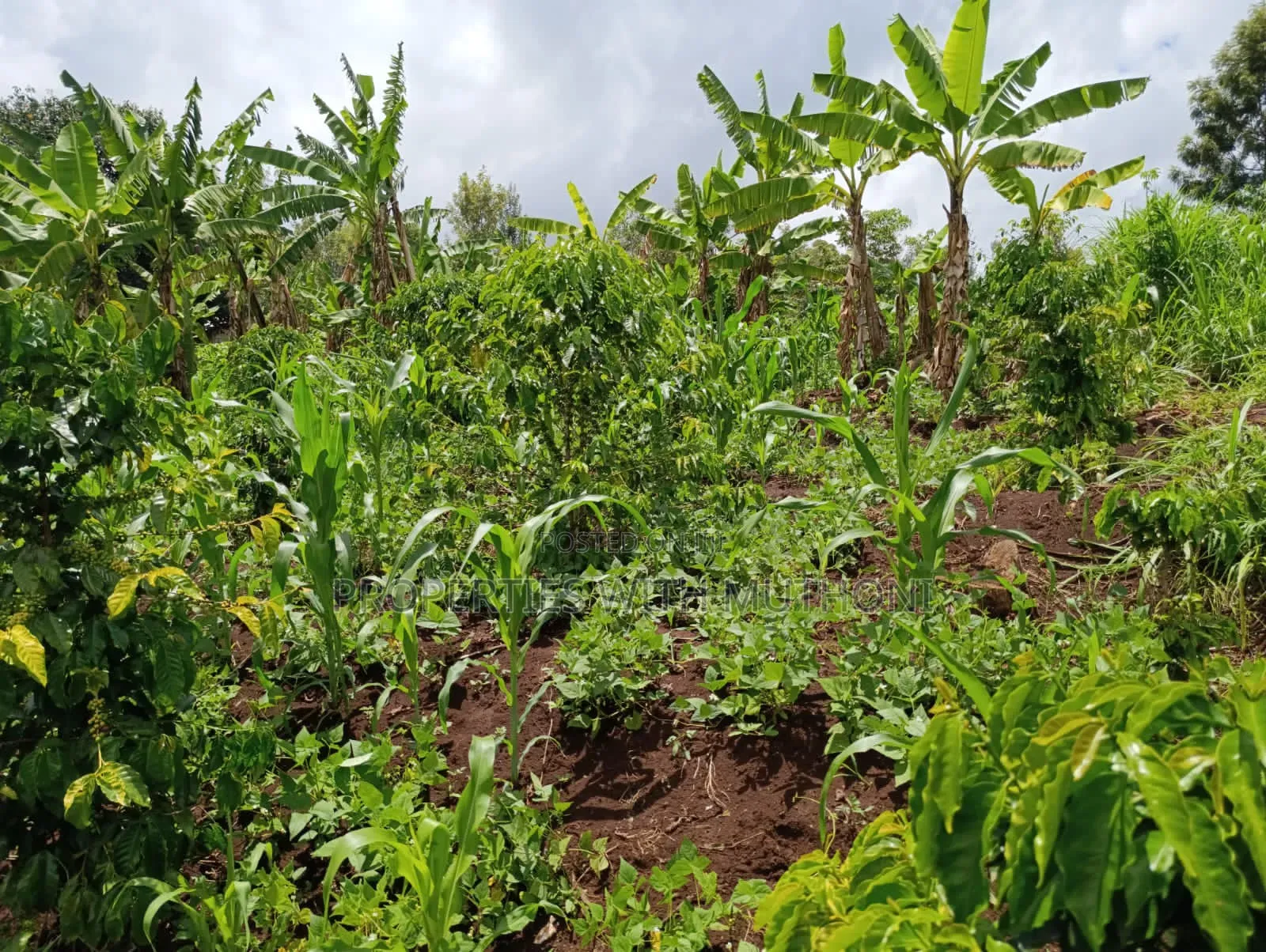 1/4 Acre Plot for Sale in Kiamuthambi, Kirinyaga County. in Njukiini