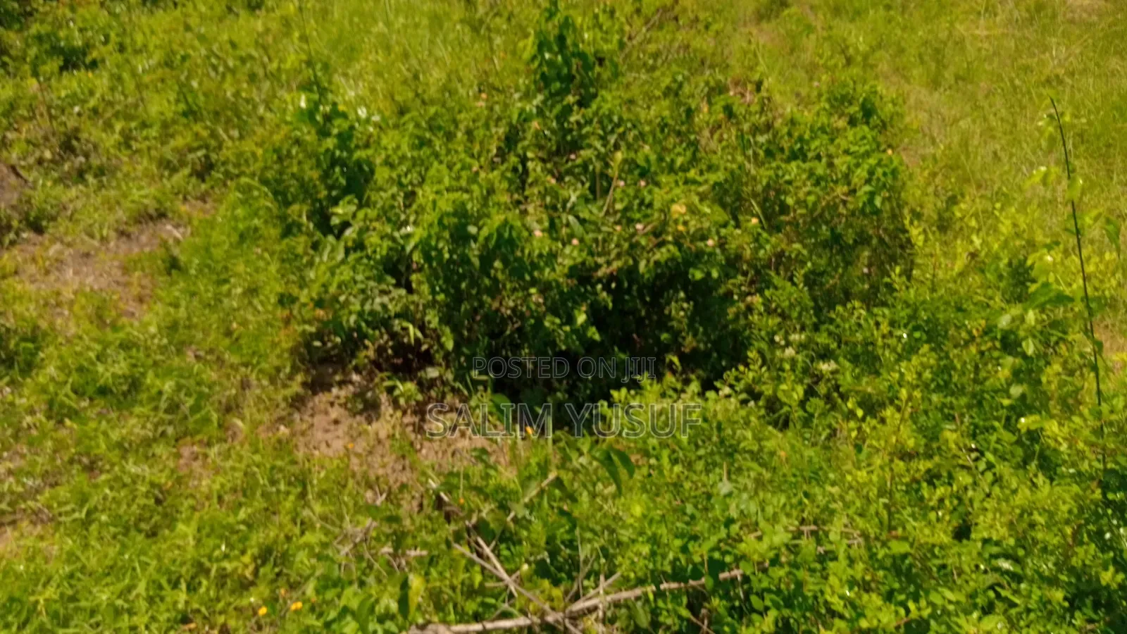 Land on Sale Vuga Kwale Count 5 Acres in Tsimba Golini