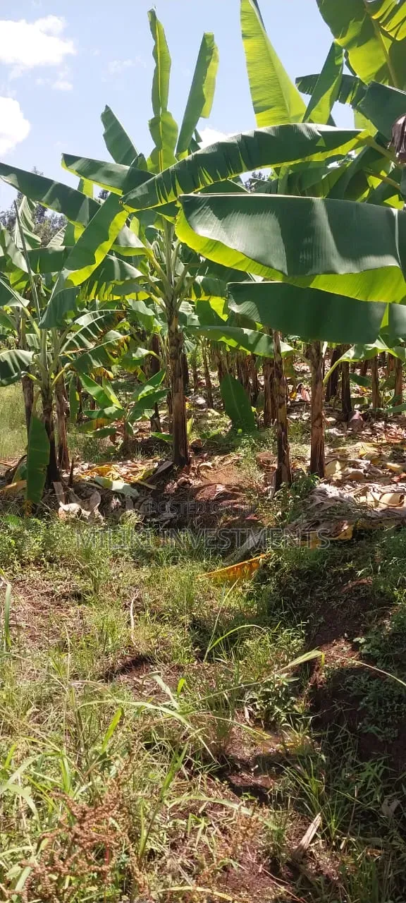3 Acres on Sale Summary Area-Casablanca in Makuyu