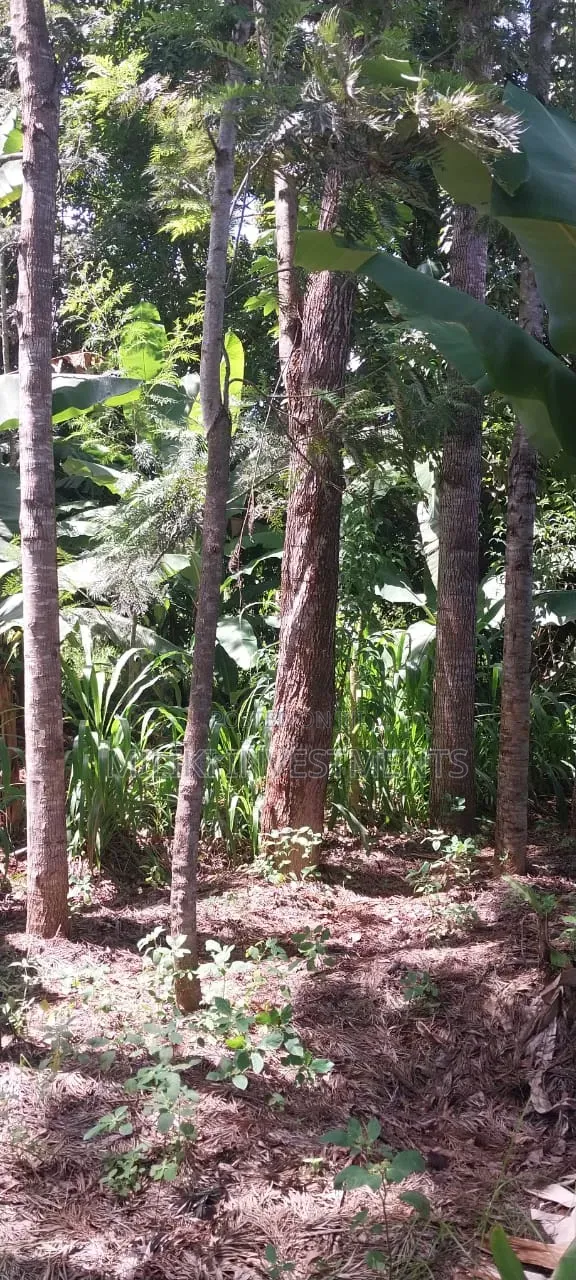 3 Acres on Sale Summary Area-Casablanca in Makuyu