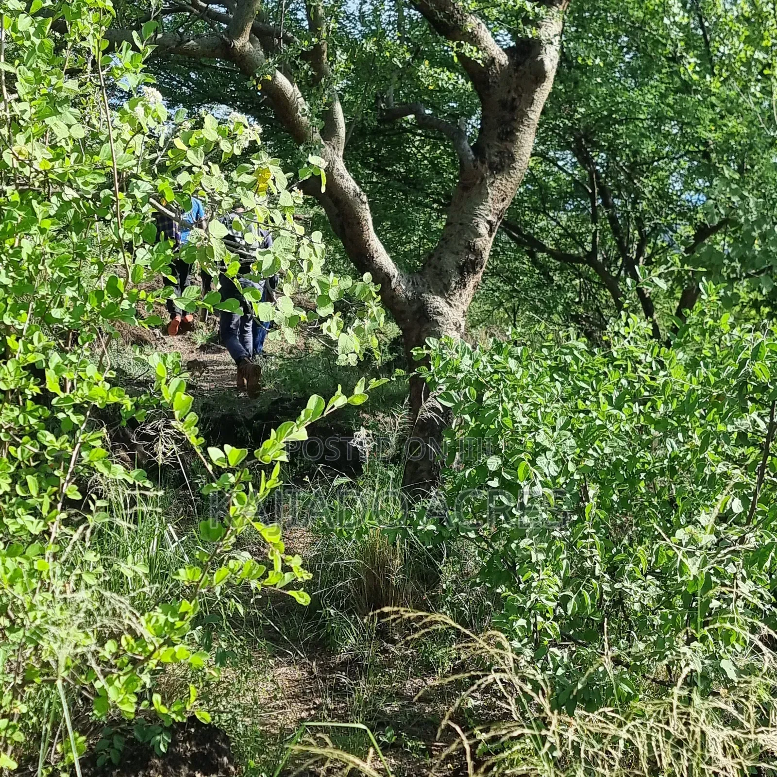 40 Acres Ilkilorit at Per Acre in Ewuaso Oonkidong'I