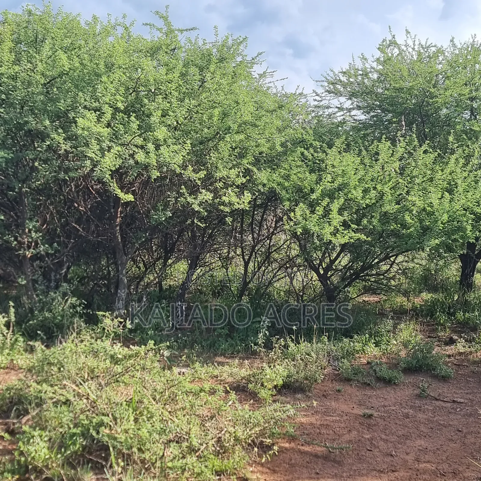 40 Acres Ilkilorit at Per Acre in Ewuaso Oonkidong'I