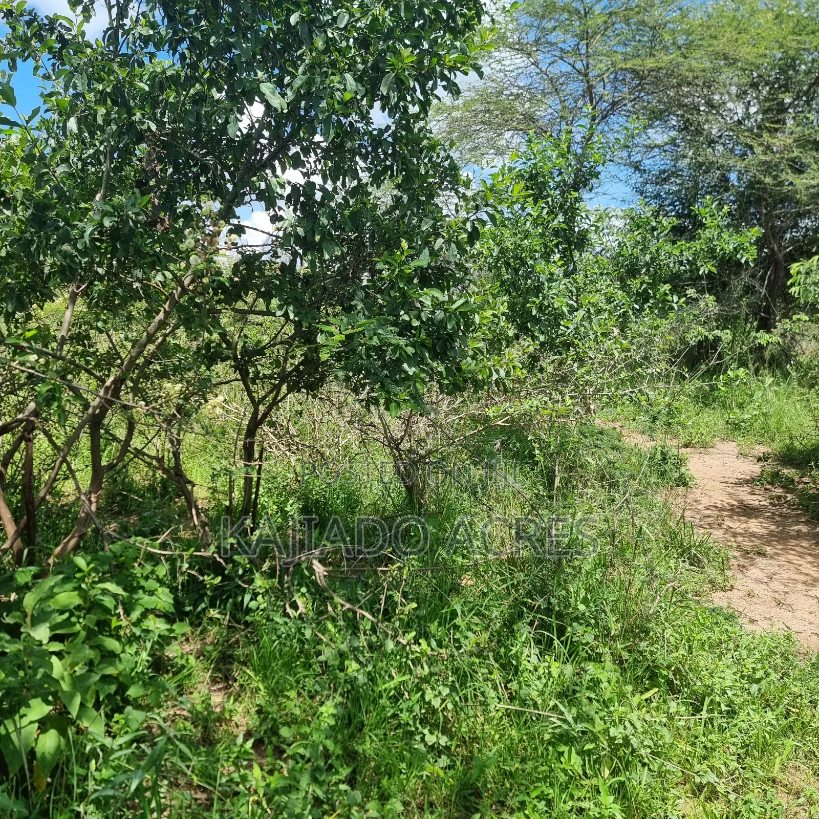 30 Acres Mashuru in Imaroro
