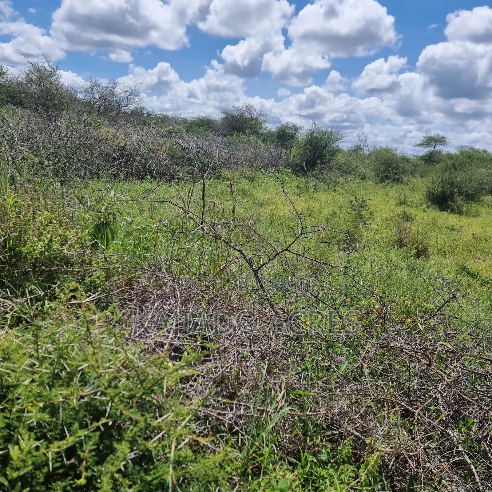 30 Acres Mashuru in Imaroro